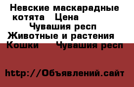 Невские маскарадные котята › Цена ­ 15 000 - Чувашия респ. Животные и растения » Кошки   . Чувашия респ.